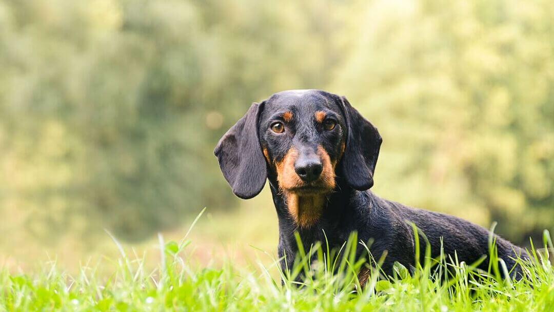 Hound Dog Breeds Sizes Personality Behaviour Purina